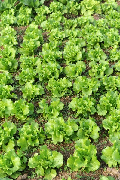 Здоровый салат растет в почве — стоковое фото