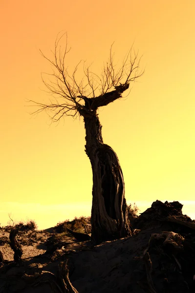 Árbol de la muerte contra la luz del sol sobre el fondo del cielo al atardecer — Foto de Stock