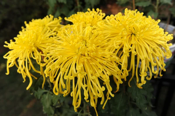 stock image Chrysanthemum flower photographed close up. With colour processing