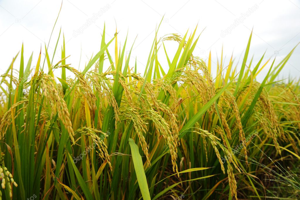 Shot of rice field and drops