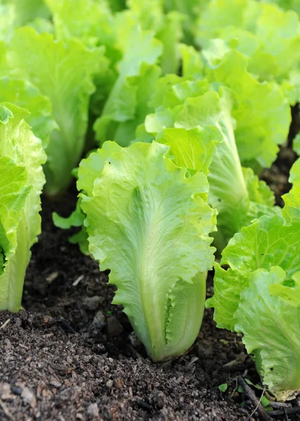 Zdravý salát, rostoucí v půdě — Stock fotografie