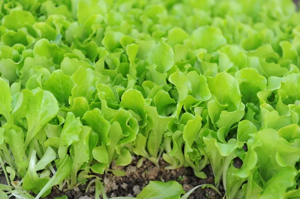Zdrowe sałaty rośnie w glebie — Zdjęcie stockowe