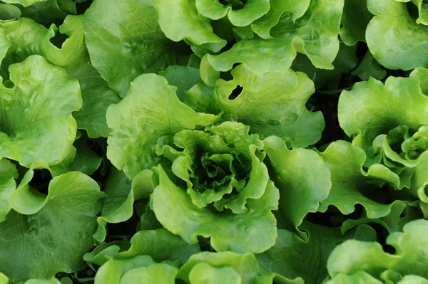 Здоровый салат растет в почве — стоковое фото