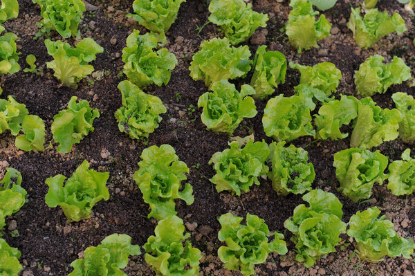 Healthy lettuce growing in the soil