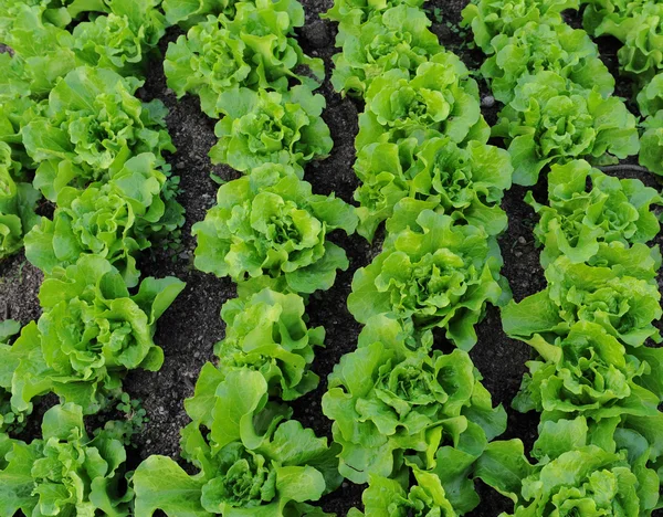 Healthy lettuce growing in the soil — Stock Photo, Image