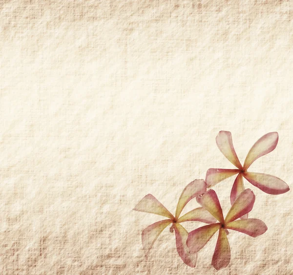 Frangipani of plumeria tropische bloem met oude grunge antieke papier — Stockfoto
