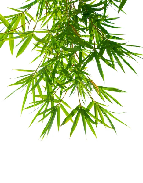 竹の葉のフレーム — ストック写真