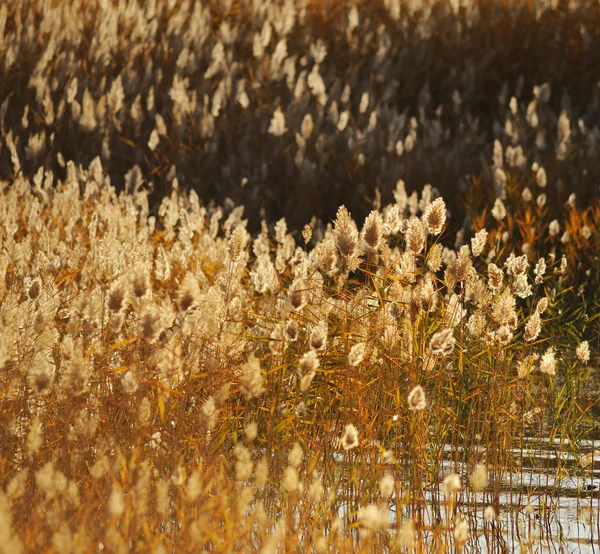 Tallos de caña en el pantano contra la luz solar. — Foto de Stock