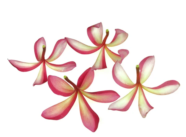Φραντζιπάνι ή plumeria τροπικό λουλούδι — Φωτογραφία Αρχείου
