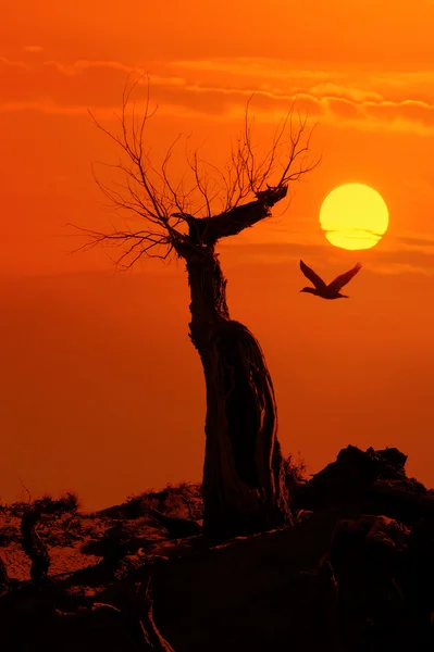 Ölü ağaç üzerinde gökyüzü arka planda uçan b günbatımı güneş ışığına karşı — Stok fotoğraf