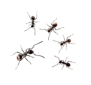 bir kadeh beyaz zemin üzerine beş karıncalar