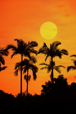 Palm with sunset clipart