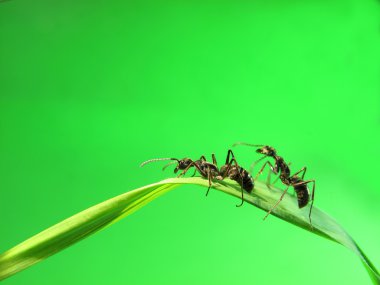 Ants on a green grass clipart