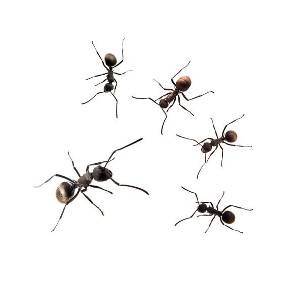 Ένα στιγμιότυπο από πέντε μυρμήγκια σε άσπρο φόντο — Φωτογραφία Αρχείου
