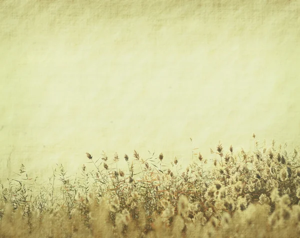 Rietstengels in het moeras tegen zonlicht. — Stockfoto