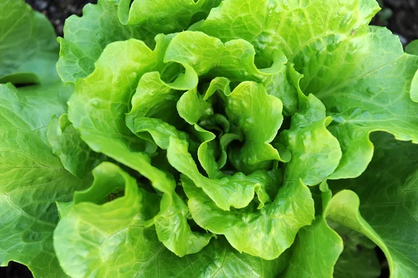 stock image Fresh salad lettuce