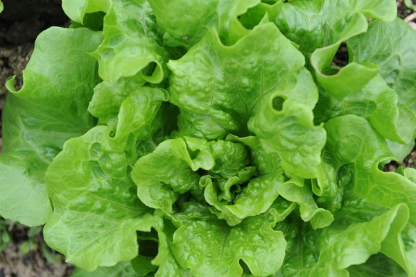 Свіжий салат салат — стокове фото