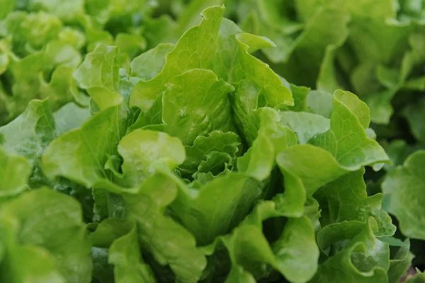 Verse salade sla — Stockfoto