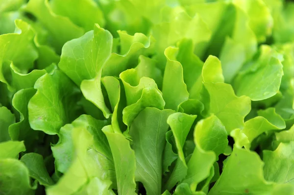 Healthy lettuce growing in the soil — Stock Photo, Image
