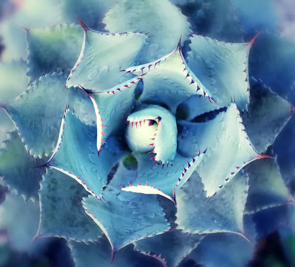 Vista de un cactus —  Fotos de Stock