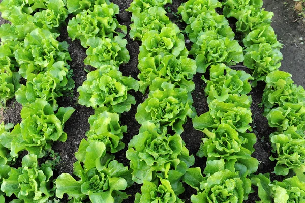 Zdrowe sałaty rośnie w glebie — Zdjęcie stockowe