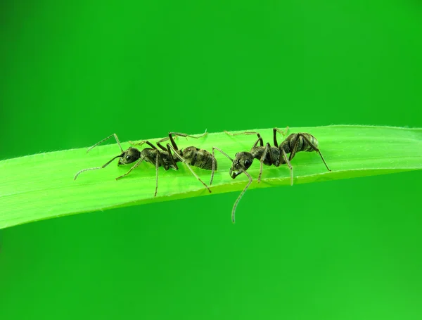 Ameisen auf einem grünen Gras — Stockfoto