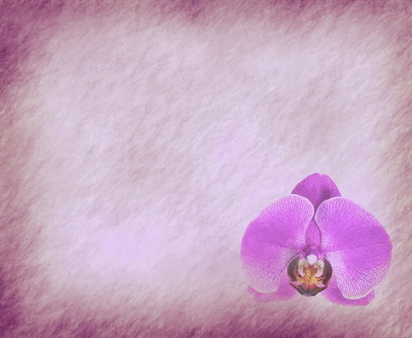 Вінтажний фон шпалер з орхідеєю — стокове фото