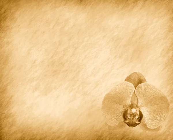 Винтажные обои фон с орхидеей — стоковое фото