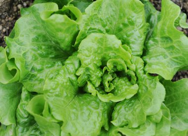 Healthy lettuce growing in the soil clipart