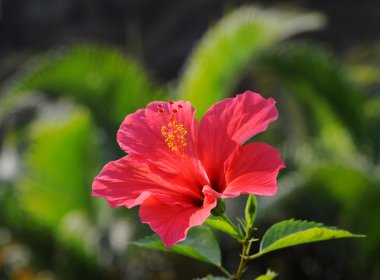 Çin hibisci rosae sinensis çiçek closeup