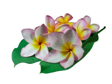 Frangipani veya plumeria tropikal çiçek