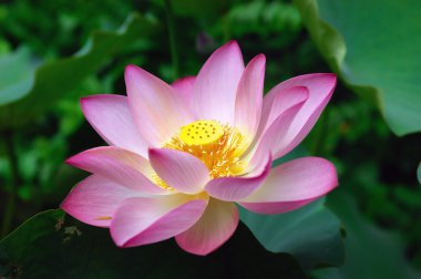 Lotus çiçeği.