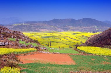 Rape field in the springtime clipart