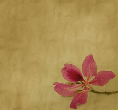 Bauhinia flower on Grunge Abstract Background clipart