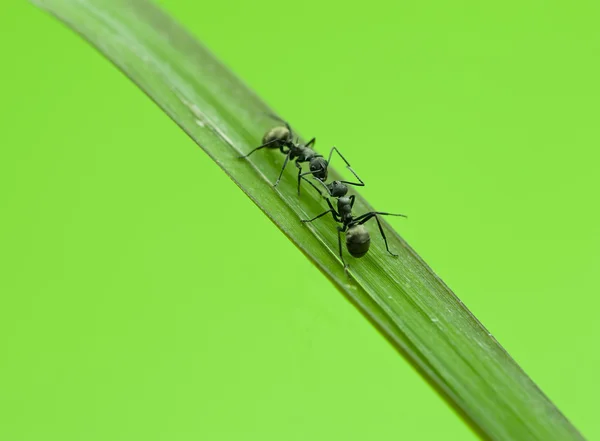 Karıncalar yeşil çimenlerin üzerinde — Stok fotoğraf