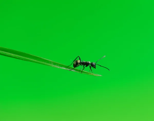 Myror på ett grönt gräs — Stockfoto