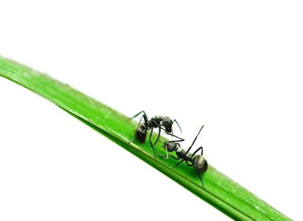Ant on a green grass — Stock Photo, Image