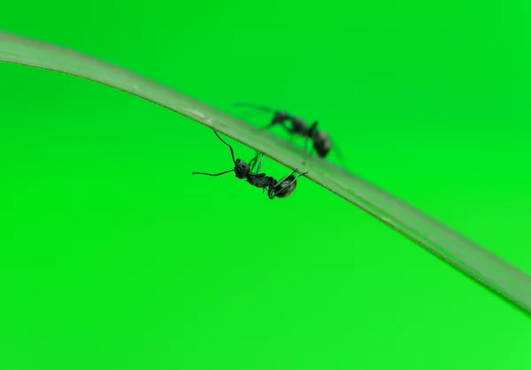 Hormigas sobre una hierba verde —  Fotos de Stock