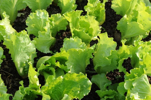 A talaj egyre egészséges saláta — Stock Fotó