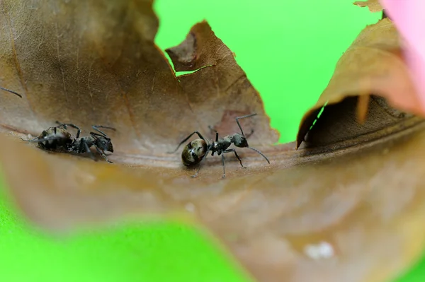 Mieren op een groen gras — Stockfoto