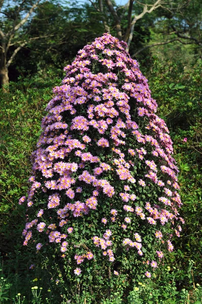 Flower bushes — Stock Photo, Image