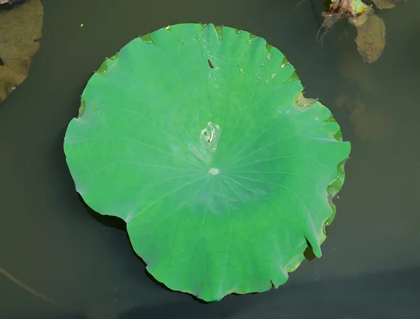 Lotus blad — Stockfoto