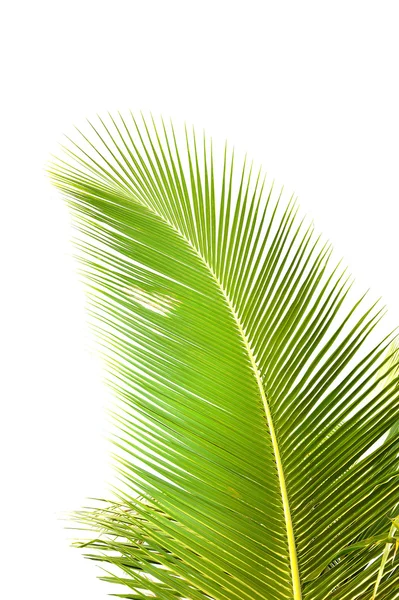 Foglia di palma verde — Foto Stock