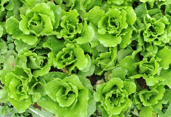 Здоровий салат, що росте в грунті — стокове фото