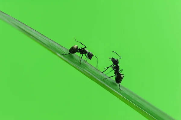 Mrówki na zielonej trawie — Zdjęcie stockowe