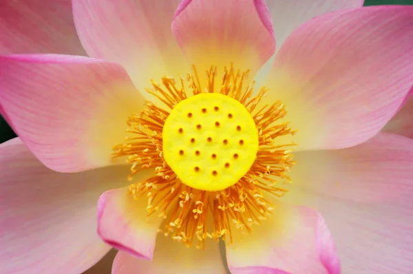 stock image Lotus flower