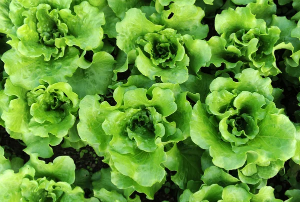 A talaj egyre egészséges saláta — Stock Fotó