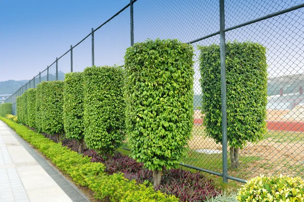 Green plant garden in parallel line order — Stock Photo, Image