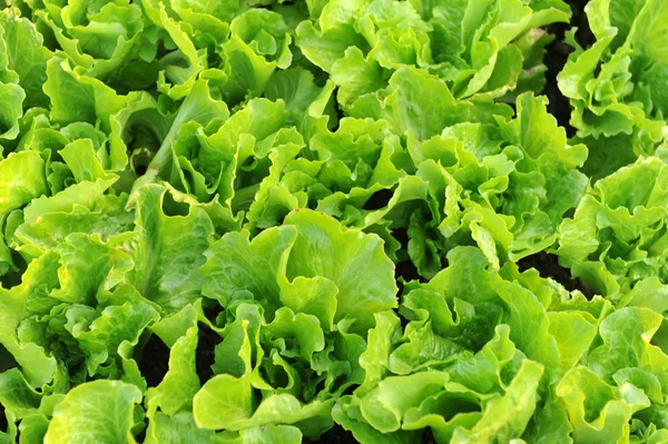 Frisk sallad växer i jord — Stockfoto