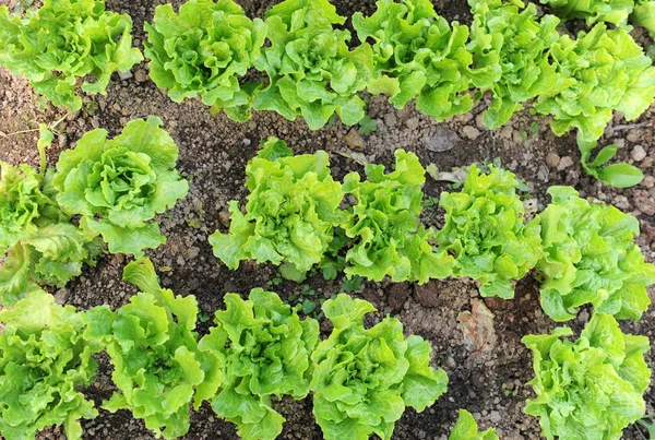 在土壤中不断增长的健康生菜 — 图库照片